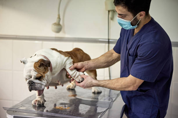 Male Veterinarian Examining Bulldog in Animal Hospital Late 20s Caucasian doctor in scrubs and protective face mask stretching front leg of dog standing on exam table to check range of mobility. dog arthritis stock pictures, royalty-free photos & images