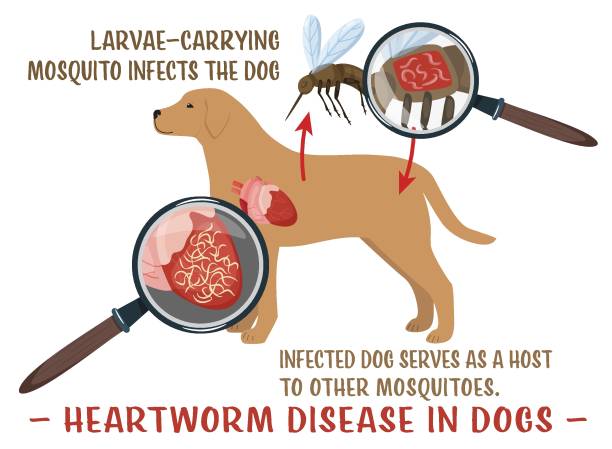 Heartworm disease in dogs. Editable vector illustration. Heartworm disease in dogs. Serious and potentially fatal illness. Veterinarian infographics. Useful information in cartoon style. Editable vector illustration. Medical poster dog heartworm stock illustrations