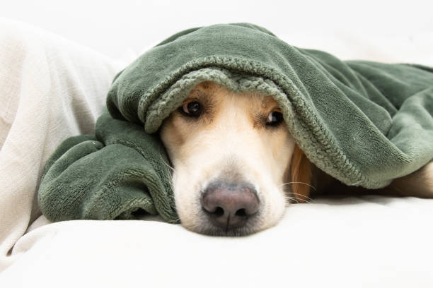 Cute golden retriever dog covered with a green blanket on winter or autumn season. sickm illness or afraid of fireworks concept Cute golden retriever dog covered with a green blanket on winter or autumn season. sickm illness or afraid of fireworks concept dog sad stock pictures, royalty-free photos & images