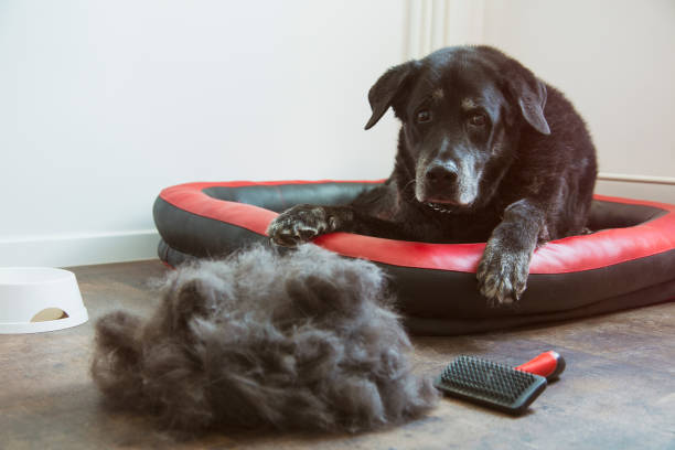 Heap of dogs hair and a sad dog Dog looking at his hair that was just removed. dog shedding stock pictures, royalty-free photos & images