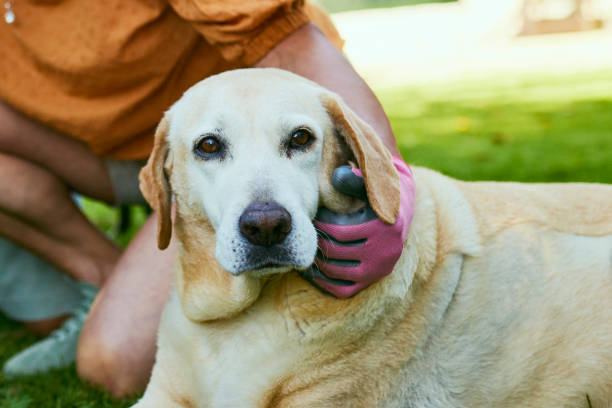 A Labrador Retriever Dog Being Groomed A Labrador Retriever dog sits on the grass while its owner grooms it with a grooming glove. dog shedding stock pictures, royalty-free photos & images
