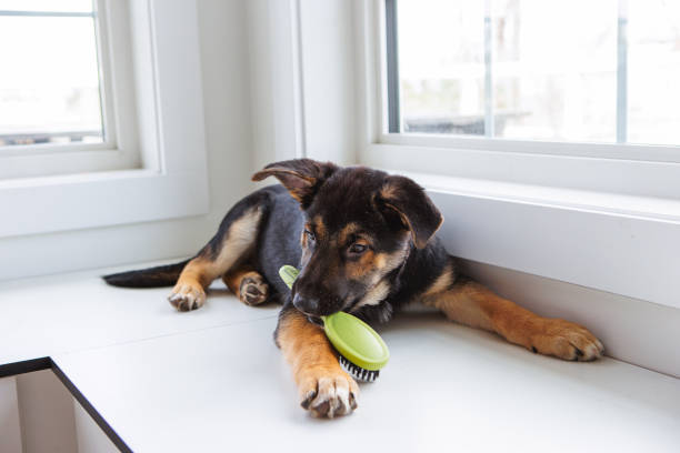 Puppy brushing day 3 month old german shepherd dog holding green brush laying in front of window sill. dog shedding stock pictures, royalty-free photos & images