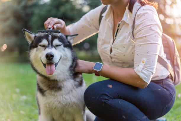 Woman brushing her dog in the park Woman brushing and grooming her Siberian husky while outside in the park dog shedding stock pictures, royalty-free photos & images
