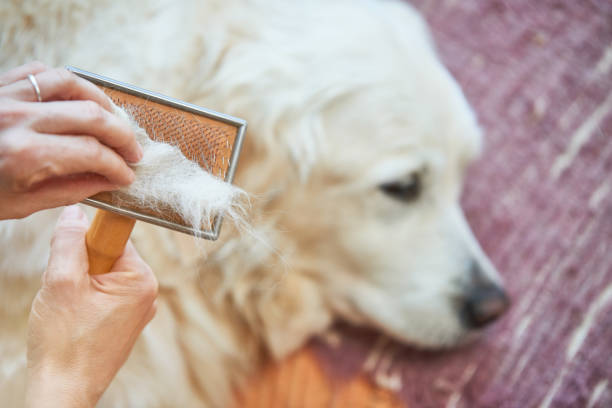 Woman combs old Golden Retriever dog with a metal grooming comb Old Golden retriever dog grooming dog shedding stock pictures, royalty-free photos & images
