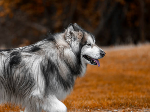 Beautiful dog walking in the autumnal natural park Dog walking in the autumnal natural park. malamute shedding stock pictures, royalty-free photos & images