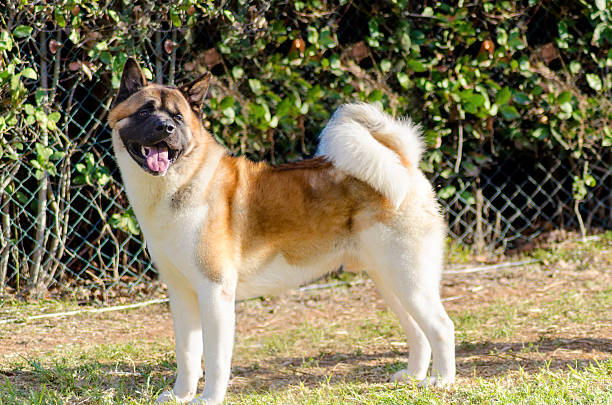 American Akita A profile view of a sable, white and brown pinto American Akita dog standing on the grass, distinctive for its plush tail that curls over his back and for the black mask. A large and powerful dog breed. akita shedding stock pictures, royalty-free photos & images