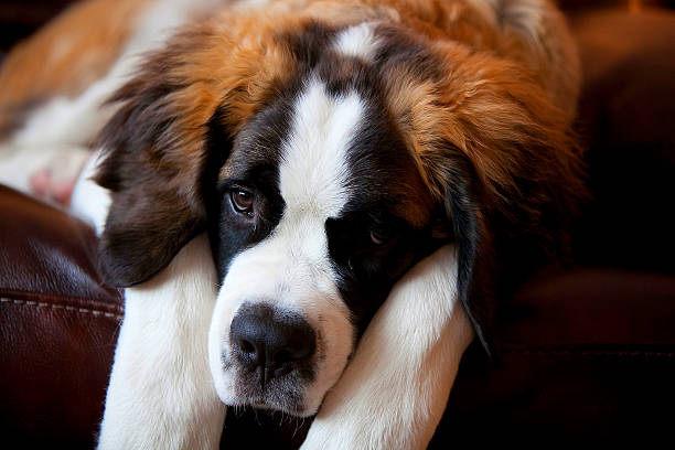 Saint Bernard A Saint Bernard resting on a leather couch. saint bernard couch stock pictures, royalty-free photos & images