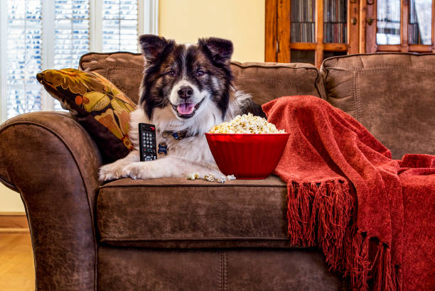 Dog on a couch with the TV remote, popcorn and a blanket. A tricolor dog lies on the couch with a bowl of popcorn and a blanket and holds a TV remote. dog popcorn stock pictures, royalty-free photos & images
