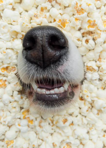 Dog in popcorn Dog in popcorn. Nose of Australian Shepherd dog amidst popcorn - close-up. dog popcorn stock pictures, royalty-free photos & images