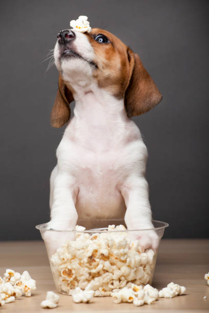 image of dog popcorn dark background image of dog popcorn dark background dog popcorn stock pictures, royalty-free photos & images