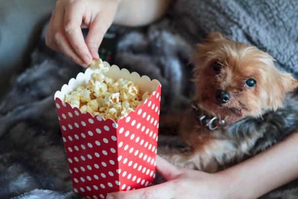 Woman eating popcorns wrapped on warm blanket with yorkshire terrier dog Woman eating popcorns wrapped on warm blanket with yorkshire terrier dog dog popcorn stock pictures, royalty-free photos & images