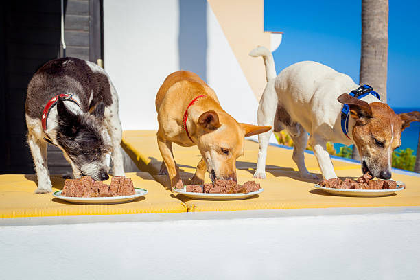 feed the dogs owner feeding a row of dogs with food bowls or plates, outside and outdoors, all at the same time multiple dogs eating stock pictures, royalty-free photos & images
