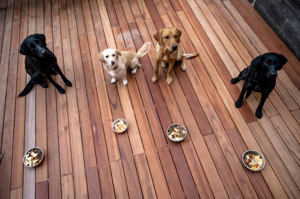 Four beautfiul obedient dogs waiting patiently for their meals Four beautfiul obedient dogs, labrador retrievers and a mutt, waiting patiently for their meals with full food bowls placed in front of them. multiple dogs eating stock pictures, royalty-free photos & images