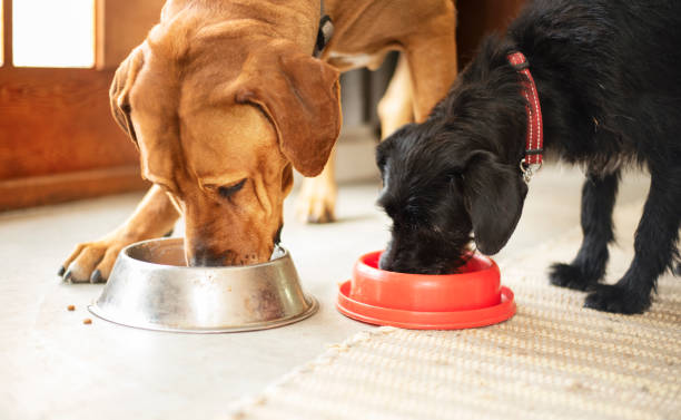Two dogs eating together from their food bowls Two cute dogs eating dinner from their food bowls on the floor of their home multiple dogs eating stock pictures, royalty-free photos & images