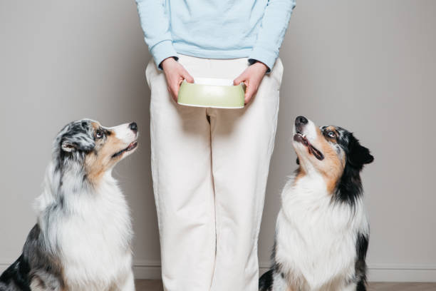 Women's hands hold a bowl of food and two dogs are sitting next to it. Women's hands hold a bowl of food and two dogs obediently sit next to each other, they stare intently, hungry. Aussie breed. dog separate eating stock pictures, royalty-free photos & images