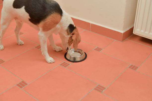 Beagle dog eats with his bowl. The concept of quality dog food and nutrition. Beagle dog eats with his bowl. The concept of quality dog food and nutrition dog separate eating stock pictures, royalty-free photos & images