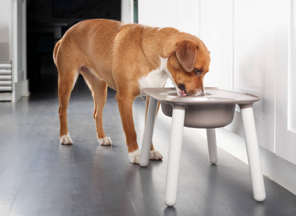 Dog eating from feeding station in kitchen. Cute puppy dog standing behind elevated dog bowl with head in dish. Used for better posture. Female Harrier mix breed, medium size. Selective focus. dog elevated feeder stock pictures, royalty-free photos & images