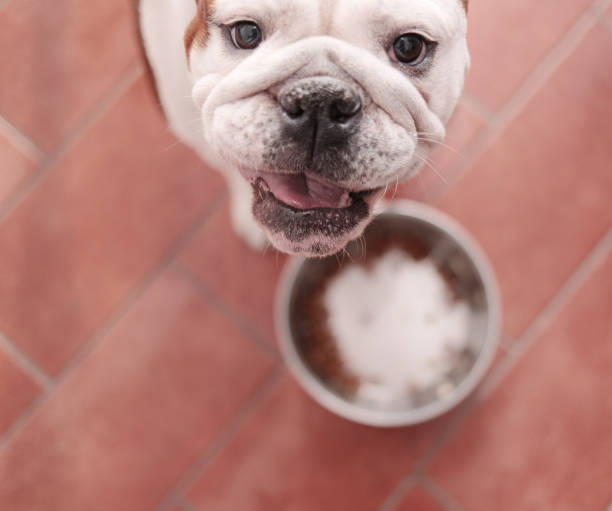 dog awaits extra food English Bulldog (not so) patiently awaits more food, looking in the camera at her owner (personal perspective) dog elevated feeder stock pictures, royalty-free photos & images
