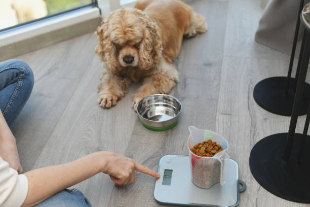 A girl measures a portion of dry dog food using an electronic scale. A woman measures a portion of dry dog food using an electronic scale. Dog diet. Dietary medical nutrition for pets. Animals dieting concept. dog portion size stock pictures, royalty-free photos & images