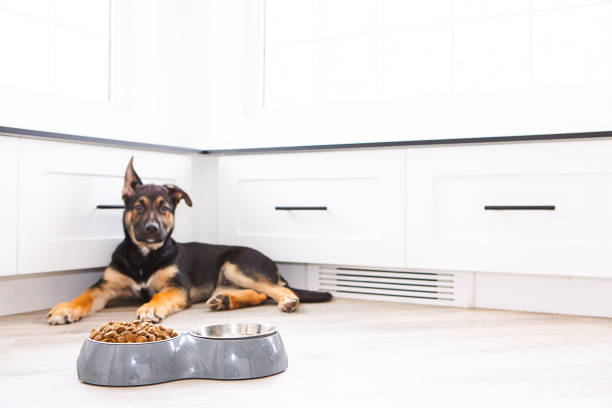 Puppy food training 3 months old german shepherd dog laying on hardwood floor at home with dog food bowl dog portion size stock pictures, royalty-free photos & images