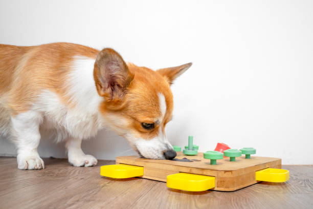 Corgi dog play with educational toy, pokes his nose into feeder with hidden food Corgi dog bent over interactive educational toy for, puzzle, slow feeder, pokes his nose into holes for hidden treat. Smart bowl, find dry food by smell. Pet training, mental activity, intelligence dog puzzle feeder stock pictures, royalty-free photos & images