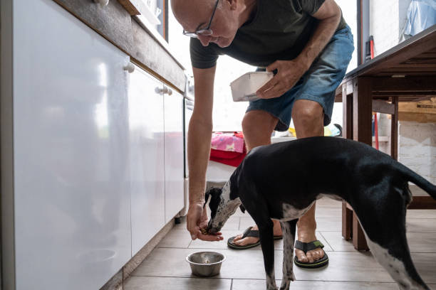 Senior man feeding his dog at home Senior man feeding his dog at home dog portion size stock pictures, royalty-free photos & images