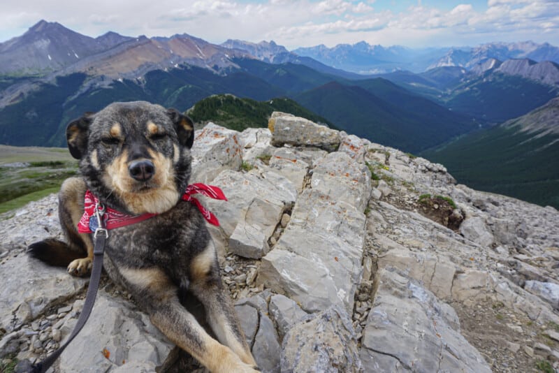 The Complete Pet Friendly Guide To Jasper National Park | GoPetFriendly