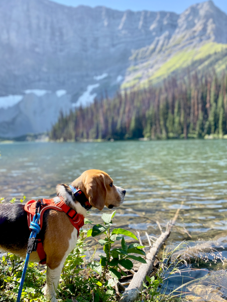 30 Must Do Hikes To Do With Your Dog In Kananaskis, Alberta | RMD – Rocky  Mountain Dog