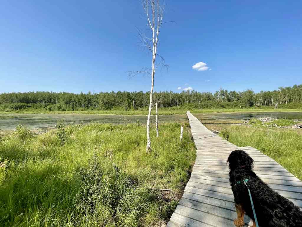 Amisk Wuche Trail: Short Elk Island Hike in Alberta - Out and Across