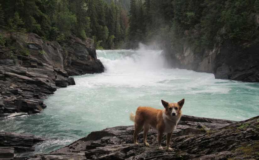 Sunwapta Falls, Athabasca Falls, Overlander Falls & Rearguard Falls in the  Canadian Rockies (8-3-16 & 8-4-16) – The (Mostly) True Adventures of Lupe