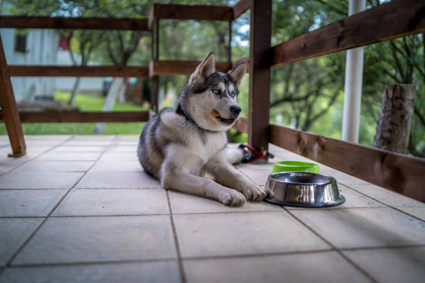 Siberian Husky portrait dog with blue eyes Siberian Husky with blue eyes looking into Camera fresh cooked dog food stock pictures, royalty-free photos & images