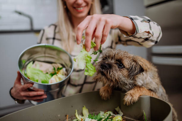 Woman throwing vegetable cuttings in a compost bucket in kitchen and feeding dog. A woman throwing vegetable cuttings in a compost bucket in kitchen and feeding dog. dog eating spinach stock pictures, royalty-free photos & images