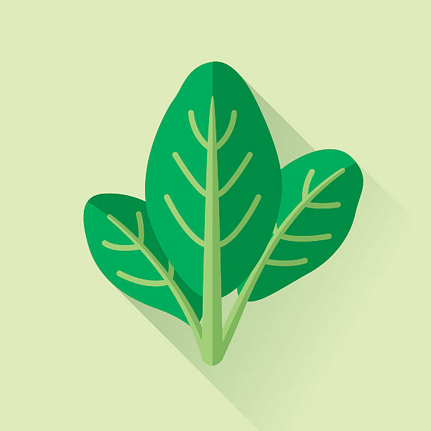Spinach Vector illustration of spinach leaves. spinach stock illustrations