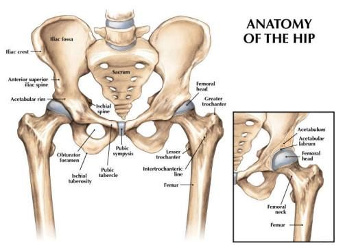 hip anatomy diagram