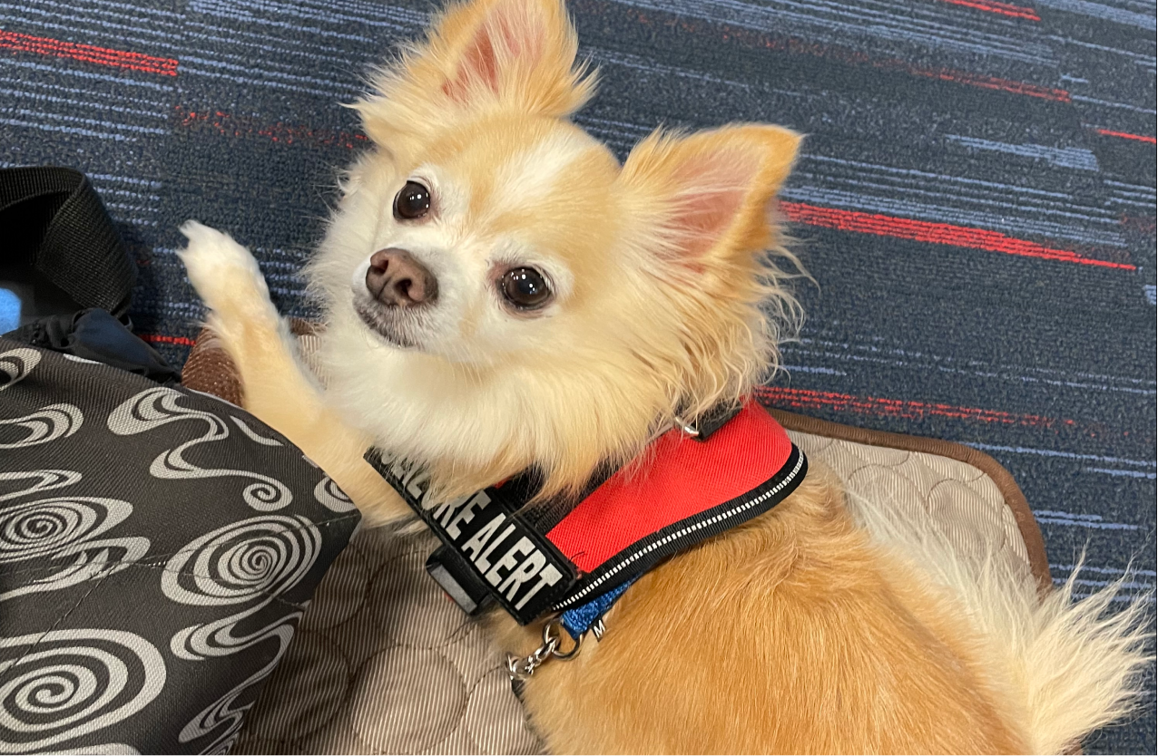 Kenzie's seizure alert dog