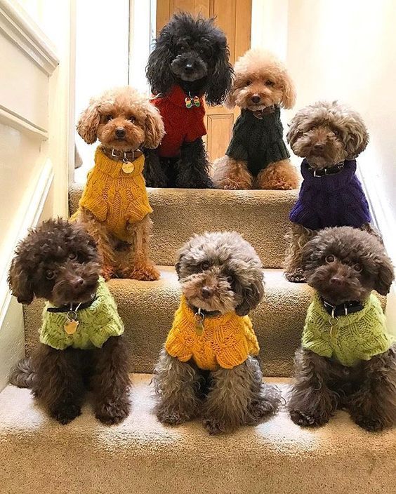 Chó Poodle