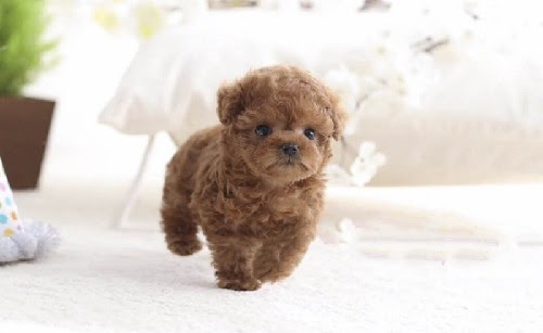 Chó Poodle Tiny