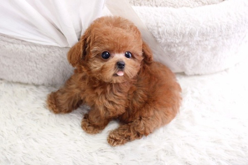 Chó Poodle Teacup