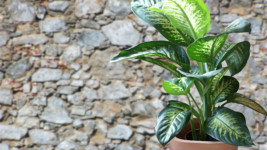 Vaso da planta comigo-niguém-pode, que pode ser venenosa para animais domésticos