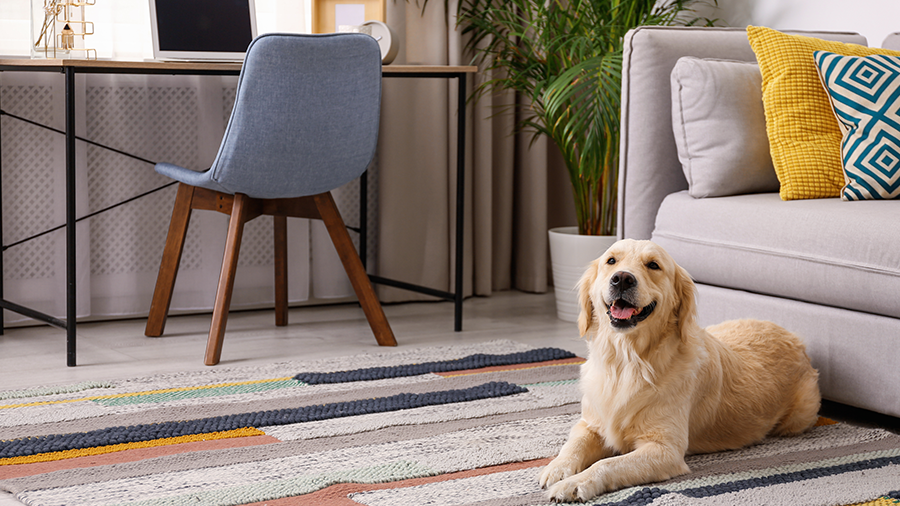 Cachorro feliz deitado em uma sala cinza, com uma cadeira azul e um sofá off white, com almofadas coloridas.