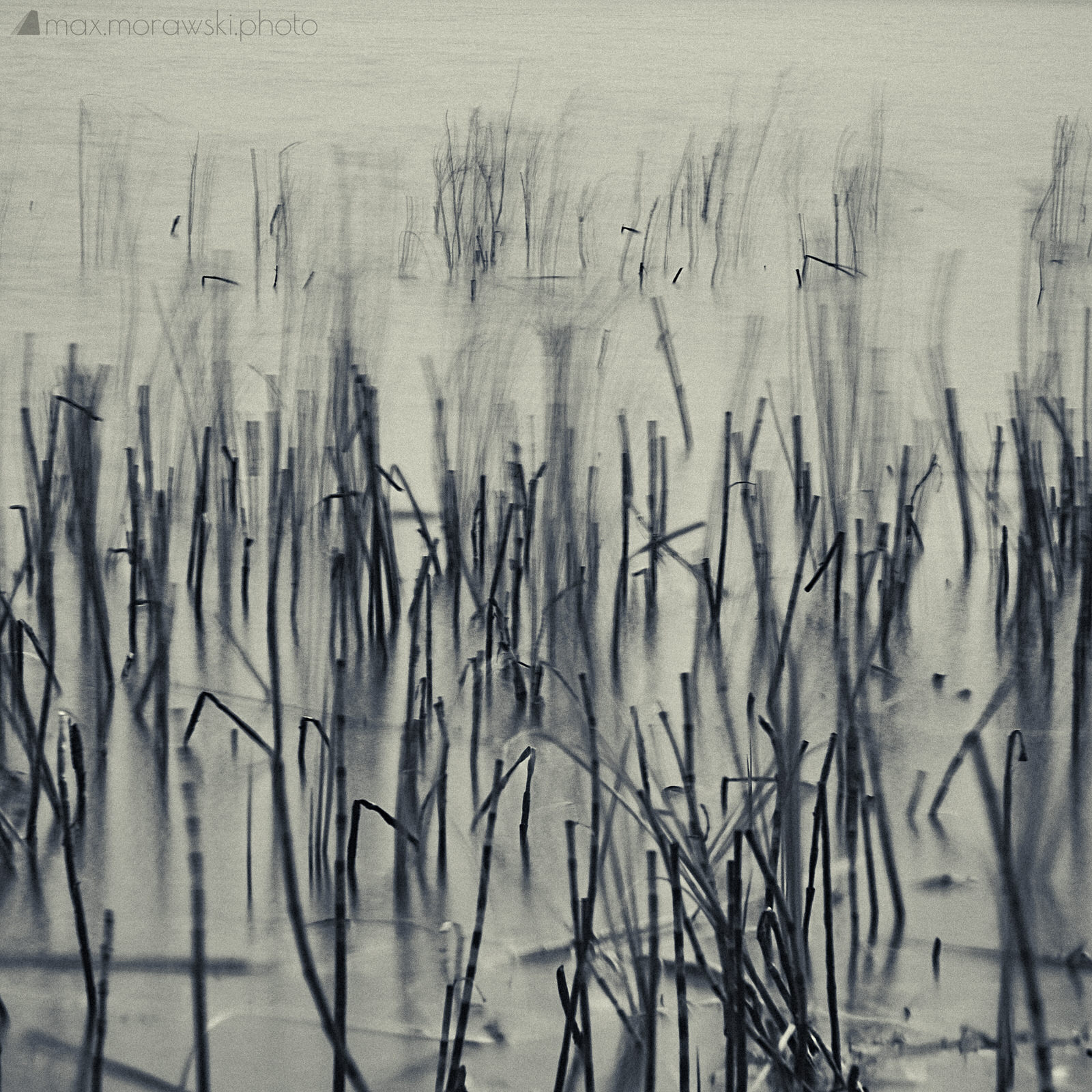 November Reeds; Charcoal study #1