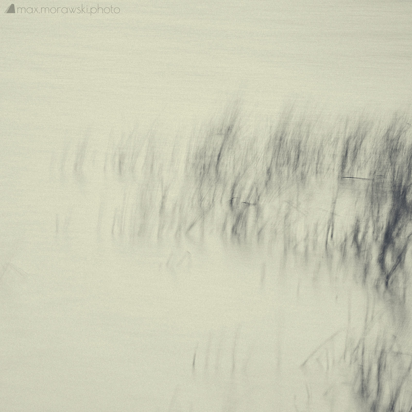 November Reeds; Charcoal study #7
