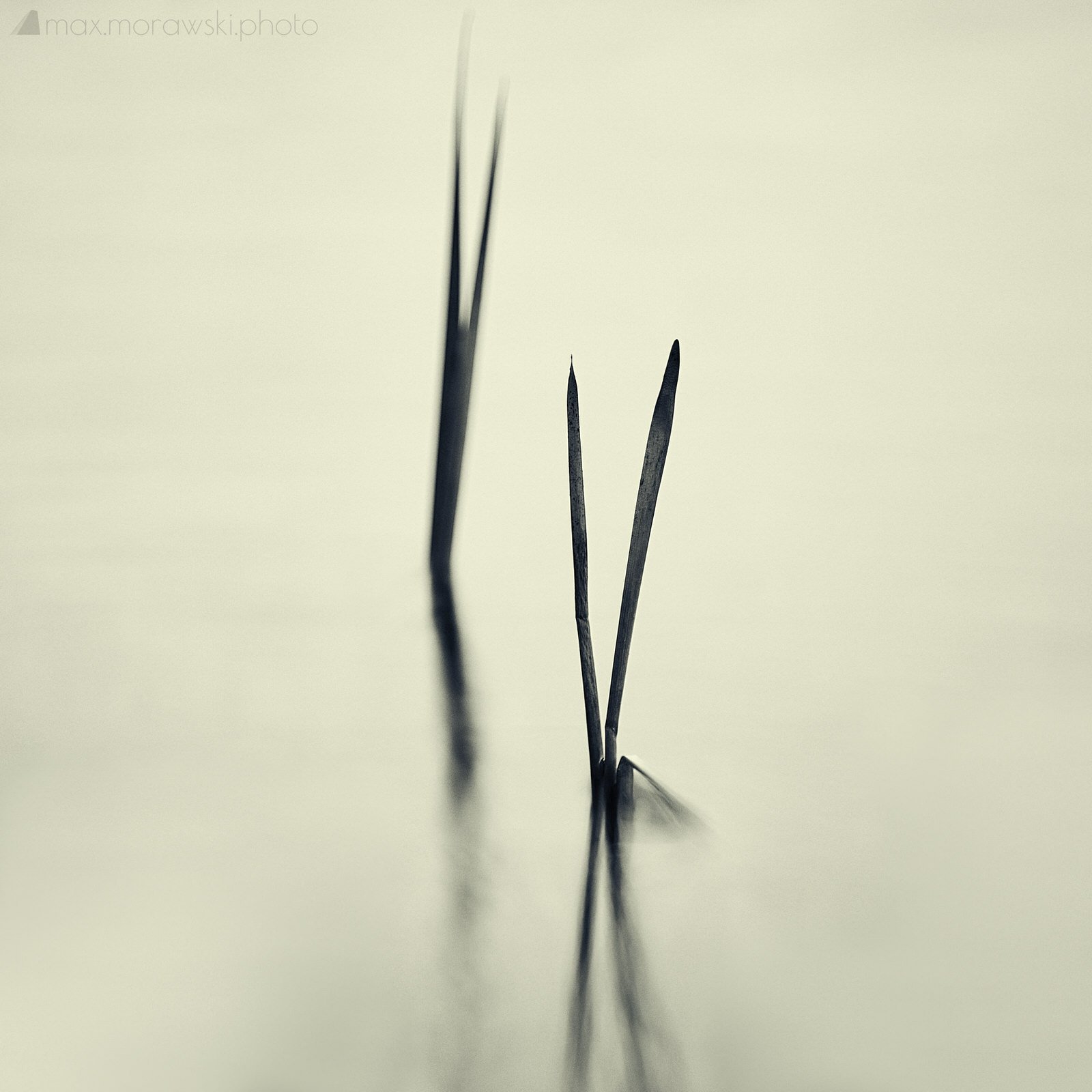 Lake Stone Reeds #4