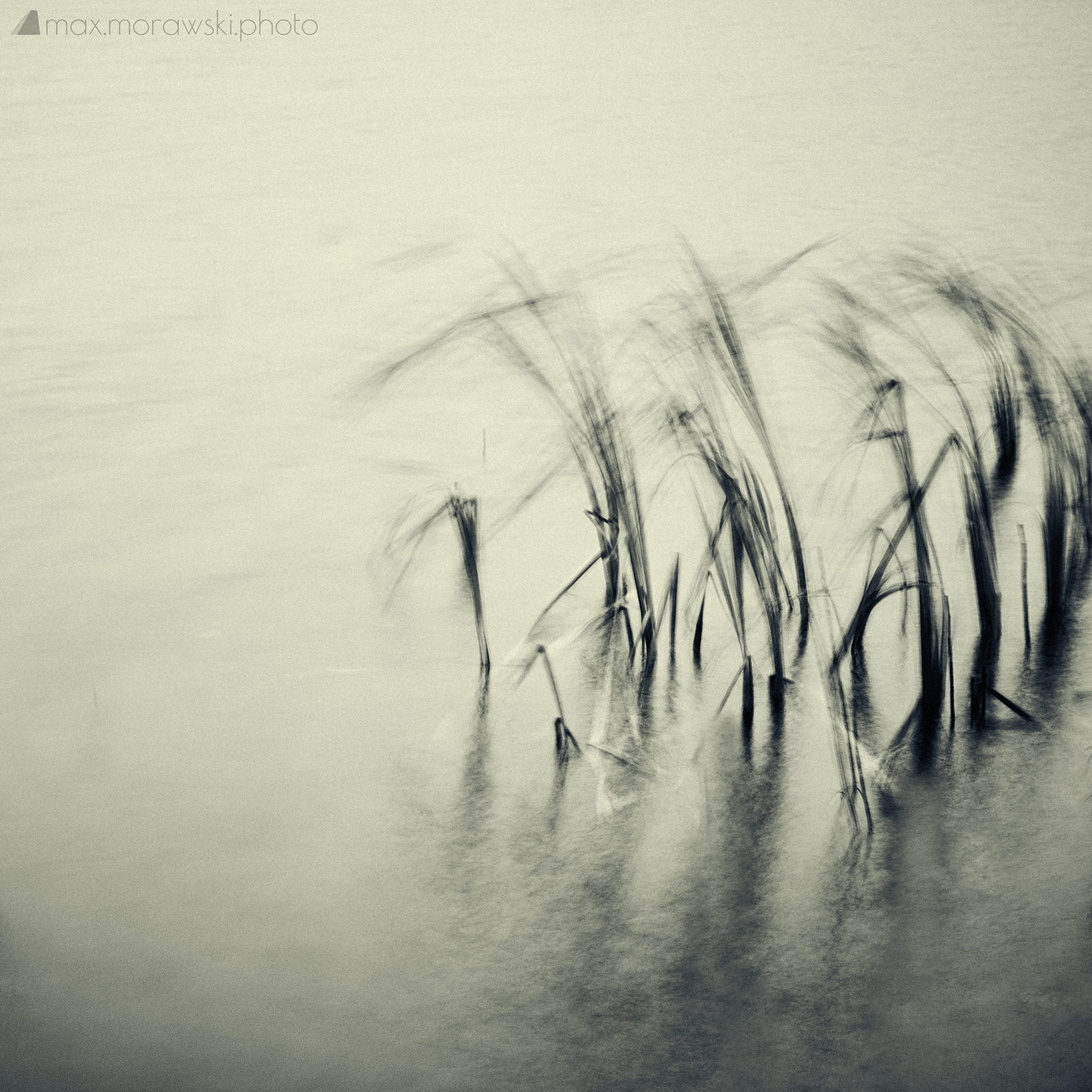 November Reeds; Charcoal study #4