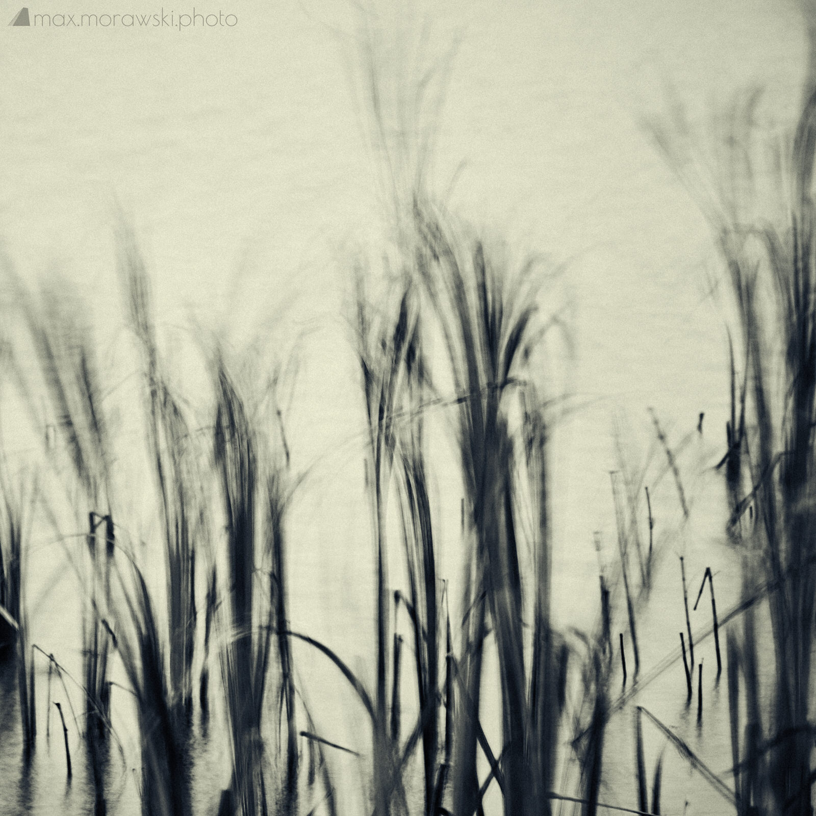 November Reeds; Charcoal study #2