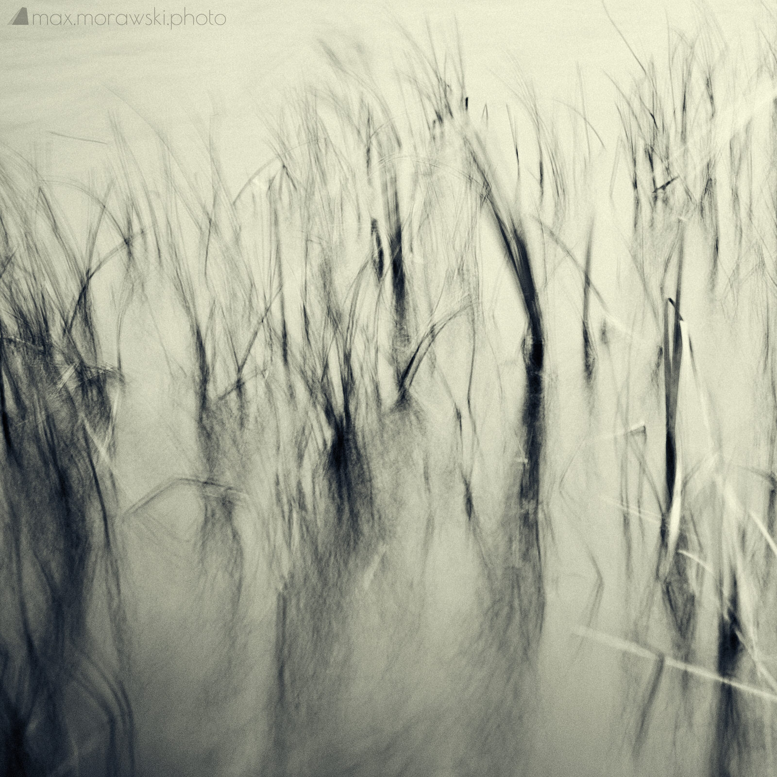 November Reeds; Charcoal study #3