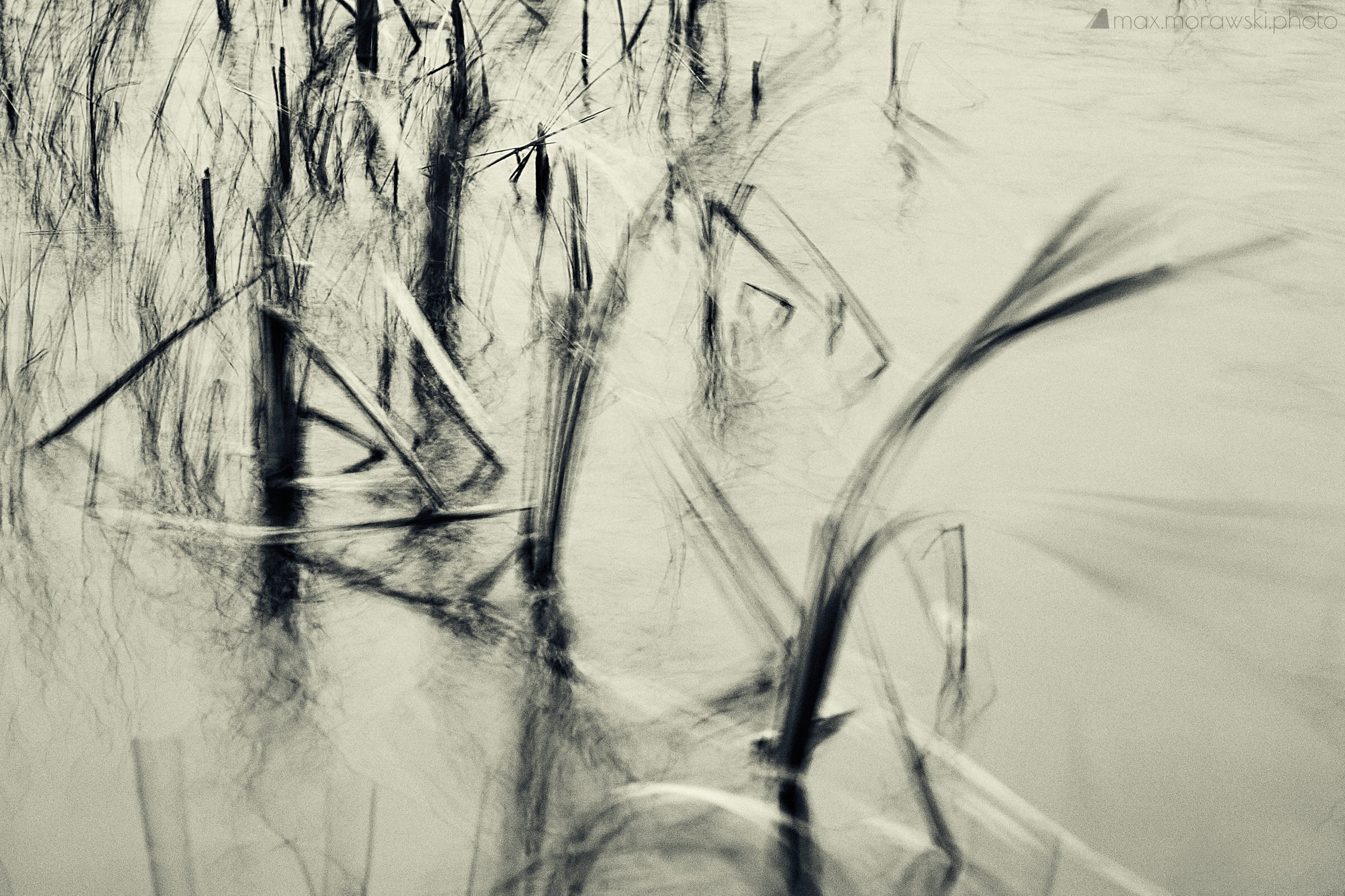 November Reeds; Charcoal study #6