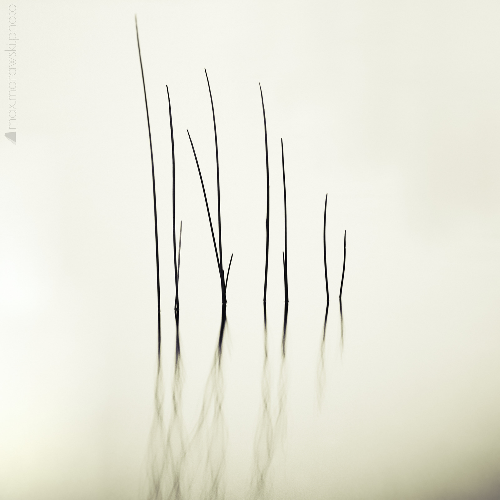 Lake Stone Reeds #2