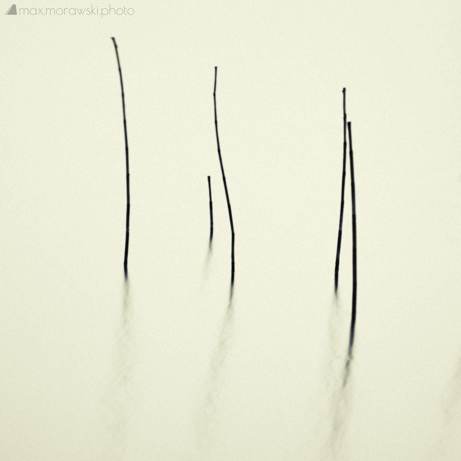 Lake Stone Reeds #3