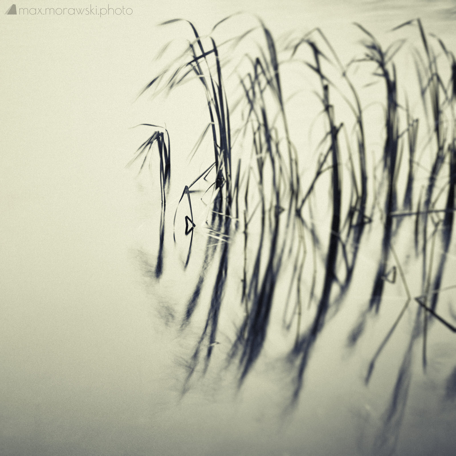 November Reeds; Charcoal study #5